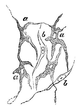 recommend clip art: Pigment Cells, vintage illustration