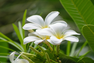 Plumeria white and yellow.