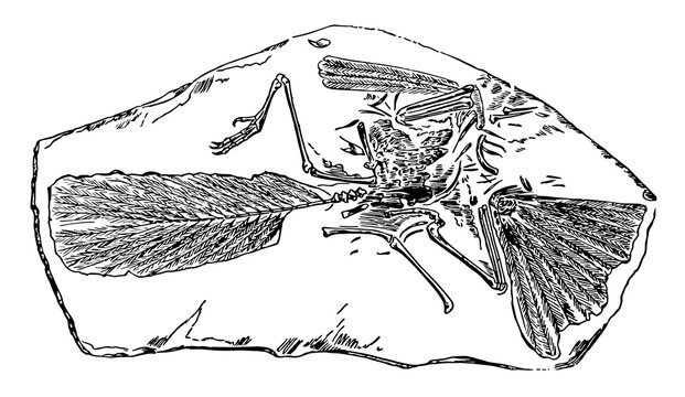 black and white fossilized bird in stone clip art preview
