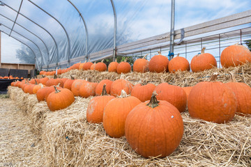 ハロウィーン用かぼちゃ