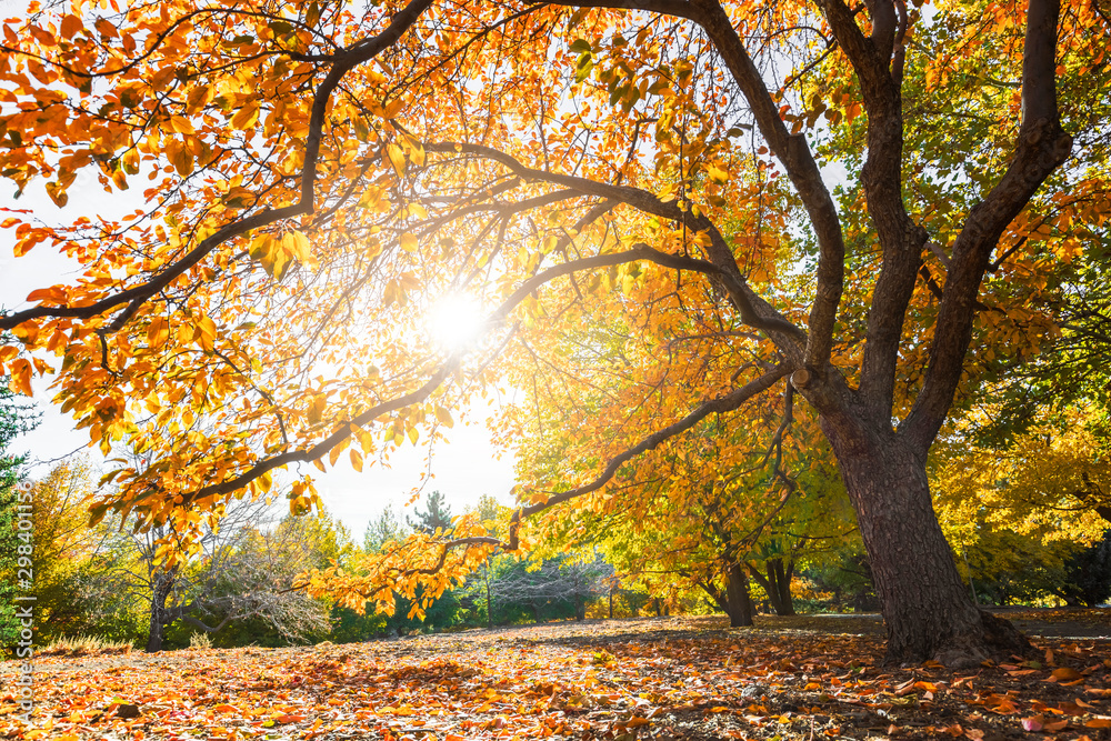 Wall mural autumn in the park