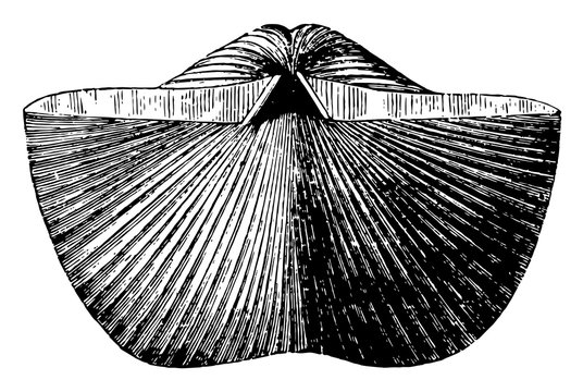 Spirifer Brachiopod, vintage illustration.