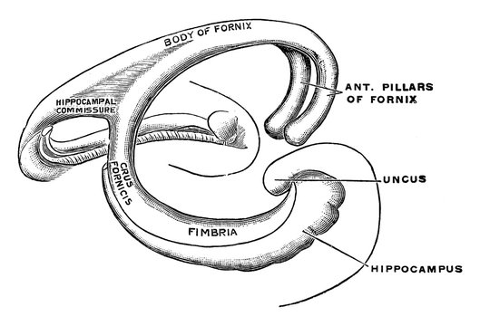 Fornix, vintage illustration