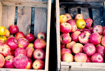 red apples in a wooden crate