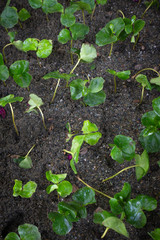 Plantation with green coffee leaves in Colombia