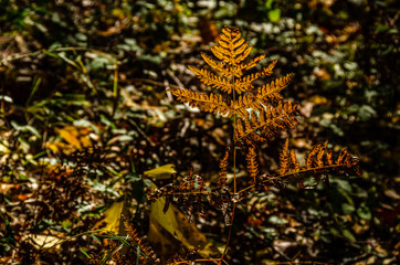 Dead Fern is Beautiful with Sunlight Shining Through It. 19511.NEF