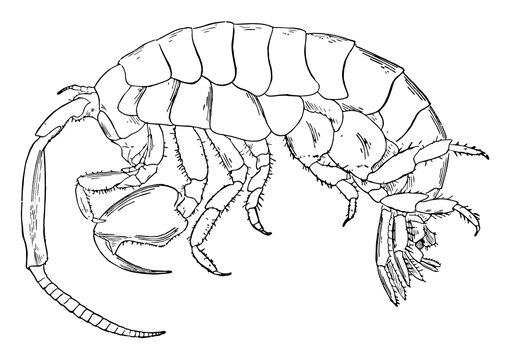 Marine Isopod, Vintage Illustration.