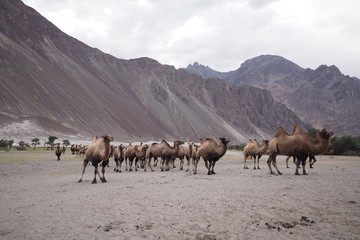 Group of Himalaya camels in a desert around Nubra valley ,Kashmir for camel riding