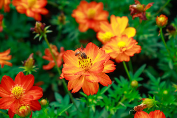 Starburst Flowers.