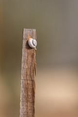 Small white snail on a wooden plank
