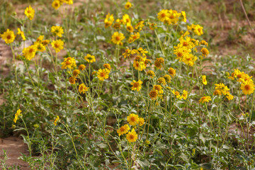 Yellow glade of chrysanthemum coronarium at desert