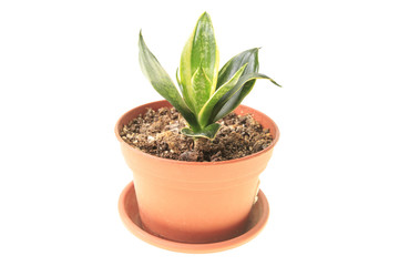 Small young green sansevieria in orange pot