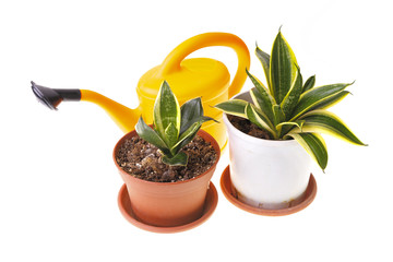 Two pots with small sansevieria and yellow watering can