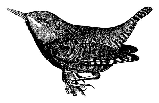 Wren Drawing Photos Royalty Free Images Graphics Vectors Videos Adobe Stock Mark off the width and height of the blue wren. wren drawing photos royalty free