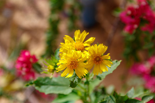 Closeup of yellow chrysanthemum coronarium at flowers background