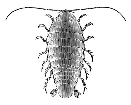 Speckled Sea Louse, Vintage Illustration.