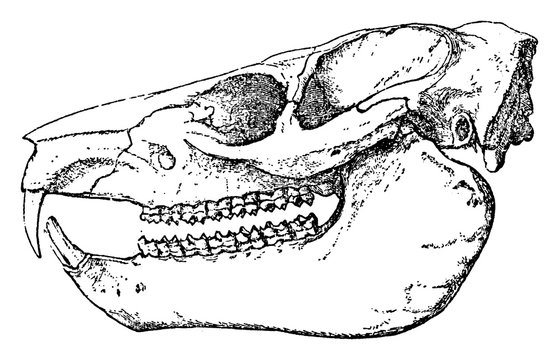 Dendrohyrax Dorsalis, vintage illustration.