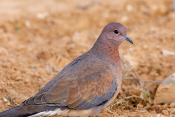 Turtledove closeup