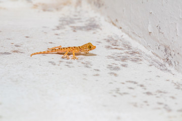 Small beautiful gecko lizard in old building