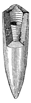 Belemnites abbreviatus, vintage illustration.