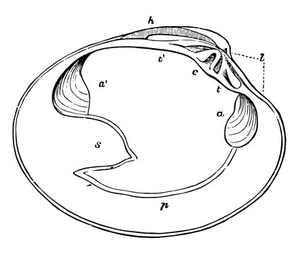 recommend clip art: Clamshell, vintage illustration.