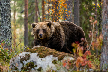 Brown bear in the taiga forest