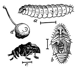 Curculio, vintage illustration. © Morphart
