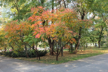 Fototapeta na wymiar City Park, red and green leaves on trees.