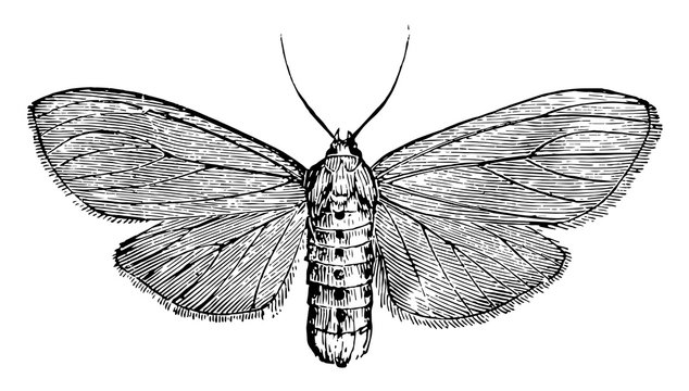Milkweed Tiger Moth, vintage illustration.