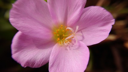 Fototapeta na wymiar small and delicate pink flower.