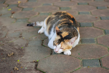 The cat sleeps on the cement floor.