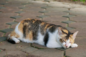 The cat sleeps on the cement floor.