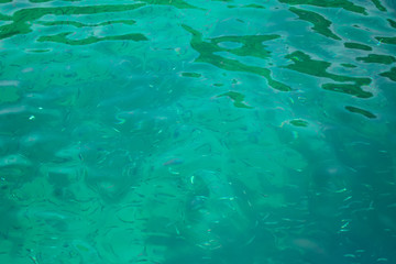 Fototapeta na wymiar There are many fish group swimming in the sea.
