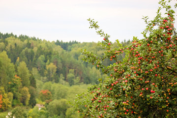 Fototapeta na wymiar Apple tree full of ripe apples with the forest on the background