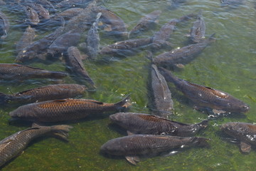 池で泳ぐ鯉