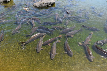 池で泳ぐ鯉