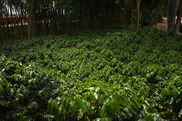 Fototapeta na wymiar Plantation with green coffee leaves in Colombia