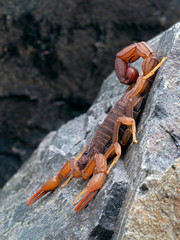 An alligator back scorpion, Hottentotta hottentotta, resting on a rock, side view. This species is distributed widely in western and central Africa.