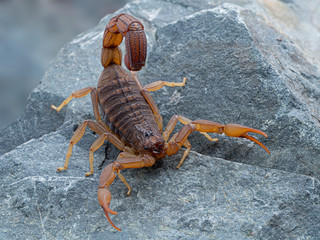 An alligator back scorpion, Hottentotta hottentotta, in threat pose, 3/4 view, on rock. This...