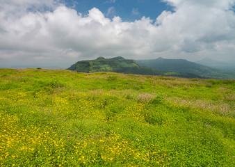 Wild flowering and Fort Visapur seen from Lohagad Fort,Lonavala,Maharashtra,India