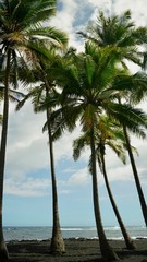 group of tall palm trees against blue cloudy sky, vertical format