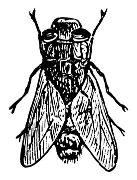 Sheep Bot Fly, vintage illustration.