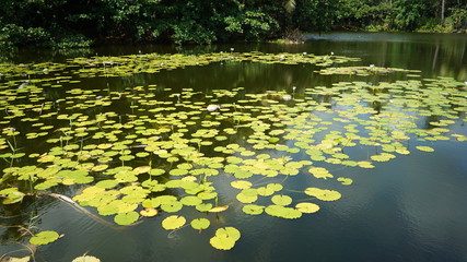 pond covered in lily pads