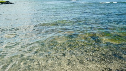 clear ocean shore showing pebbles and turtles