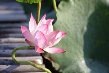 Pink lotus flower under sunlight 