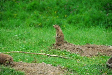 two gopher standing on the grass looking around.