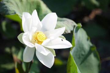 White lotus flower with bee under sunlight 