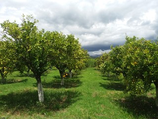 tree in a field