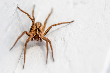 a macro shot of a brown spider sitting on a white wall