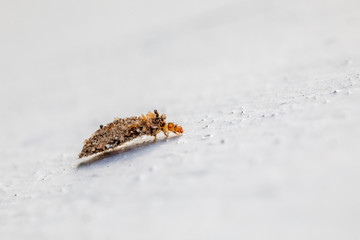 a macro shot of a brown beetle with a stone house sitting on a white wall